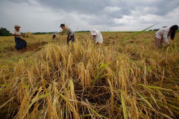 Myanmar farmers harvest rice at a paddy field outskirt of Yangon. Photo: Lynn Bo Bo/EPA
