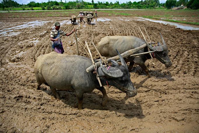 Myanmar farmers plough the land with buffaloes as they prepare to grow rice ahead of the rainy season in Naypyitaw, Myanmar, 07 June 2017. Photo: Lynn Bo Bo/EPA
