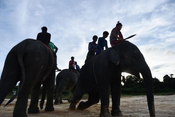In this photograph taken on September 26, 2016, Myanmar mahouts take their trained elephants, used in shows, to an exercise ground at a village in Bago Region, Myanmar. Photo: Ye Aung Thu/AFP

