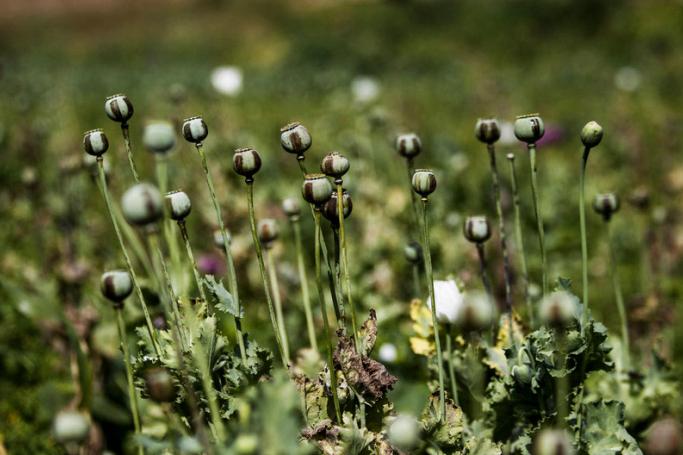 Opium poppies at a poppy field near Pekon township, southern Shan State. Photo: EPA