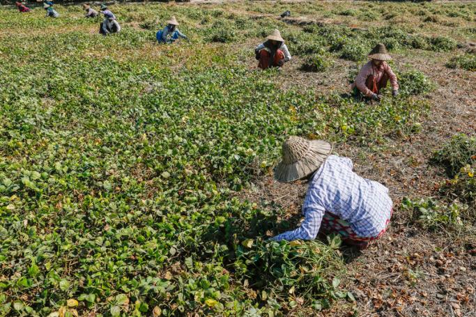 Myanmar farmers harvest beans at a field. Photo: EPA