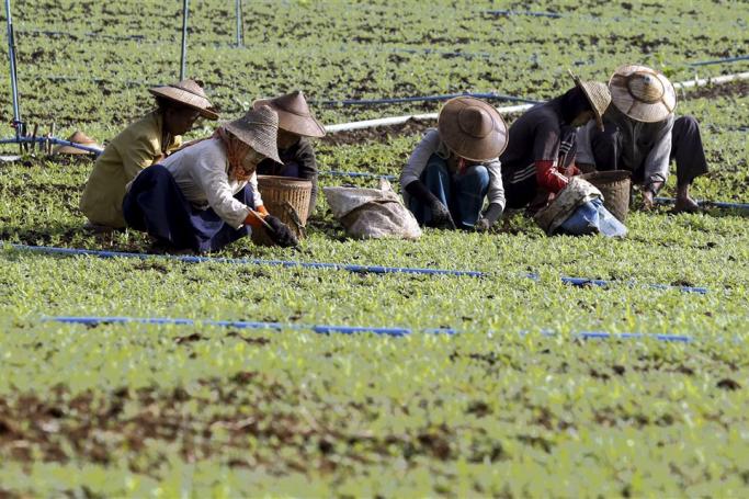 Myanmar women work as they prepare to grow opium poppies at a poppy field Pekon township, southern Shan State, Myanmar. Photo: EPA