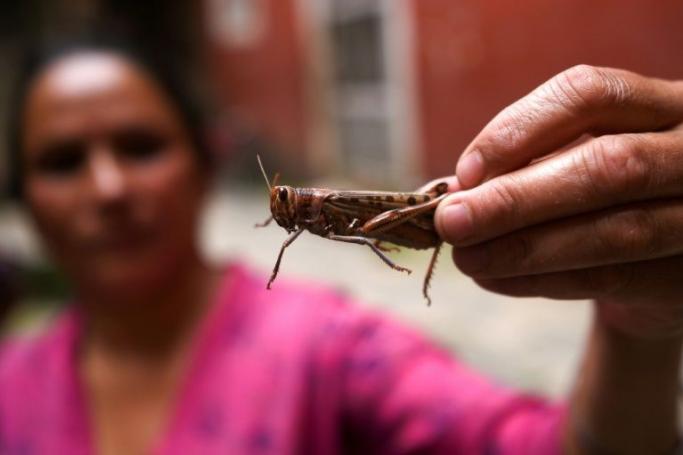 Nepal is offering farmers cash rewards for catching locusts instead of using pesticides (AFP Photo/PRAKASH MATHEMA) 