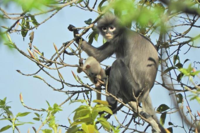 With just 200-250 left in the wild, the newly discovered Popa langur is likely to be classified as 'critically endangered'. Photo: German Primate Center/AFP