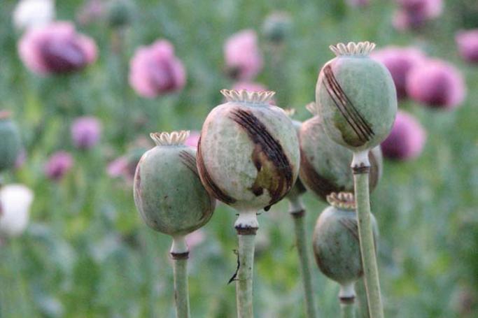 Opium poppy growing in a cultivated field in Tanaign Township in southern Kachin State. Photo: KIO

