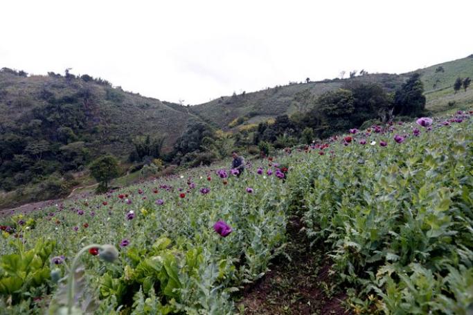 Worries over new and old narcotics. Farmers harvest opium poppies in Lone Twel village, Loilen Township, Southern Shan State, Myanmar, December 13, 2014. Photo: Nyein Chan Naing/EPA 
