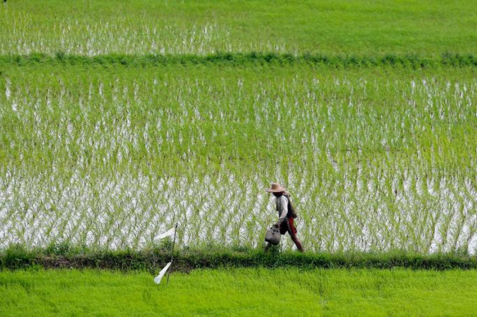 Myanmar farmer walks among paddy fields near Moulmeingyun town of Ayeyarwaddy region, Myanmar, 29 July 2017. Photo: Lynn Bo Bo/EPA
