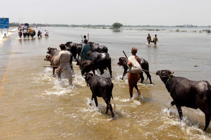 People with their cattle cross a flooded highway in Dadu district, Sindh province, Pakistan, 30 August 2022. Photo: EPA