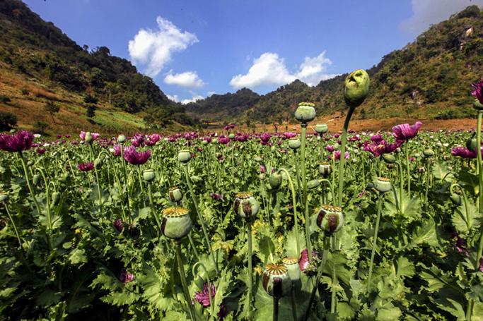 Opium poppies ready to be processed into heroine at a poppy field near Pekon township, southern Shan State, Myanmar, 20 December 2015. Photo: Hein Htet/EPA
