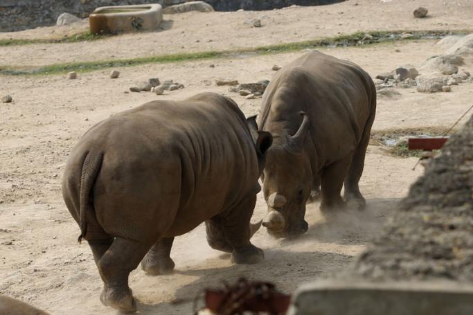 Two Rhinoceros fight inside the Safari park in Naypyitaw, Myanmar. Photo: Nyein Chan Naing/EPA

