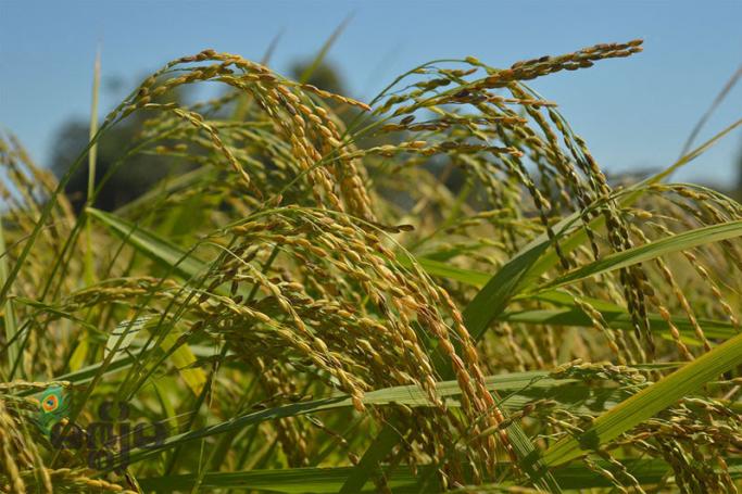 Rice farmers in Rakhine State face problems as the paddy price has dropped. Photo: RiA
