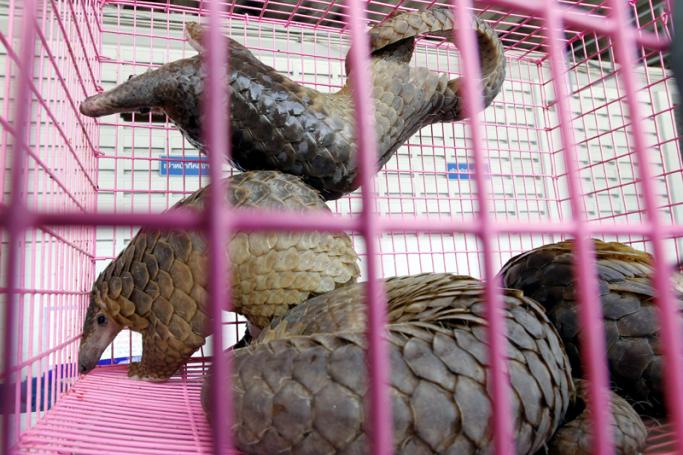 Seized pangolins are seen inside a cage prior to a press conference at the Customs Department in Bangkok, Thailand, 26 September 2011. Photo: Rungroj Yongrit/EPA

