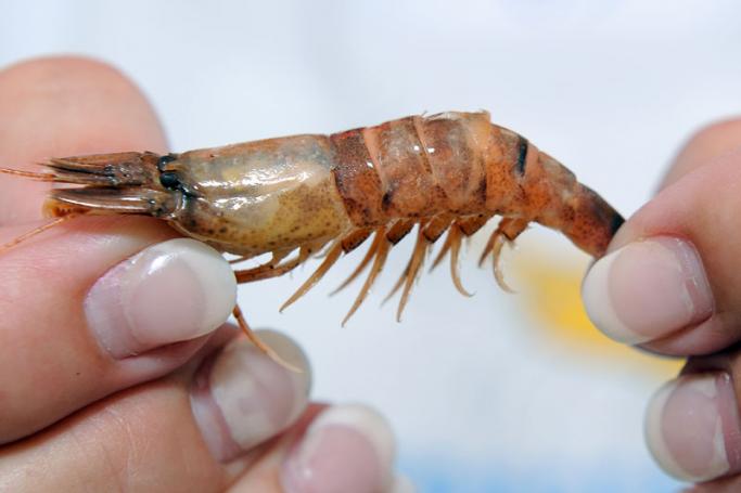 A shrimp. Photo: AFP
