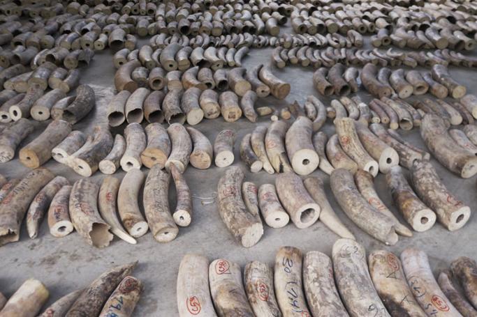 This handout picture taken on July 22, 2019 and released on July 23, 2019 by the Singapore's National Parks Board shows seized ivory are seen at a holding area in Singapore. Photo: AFP