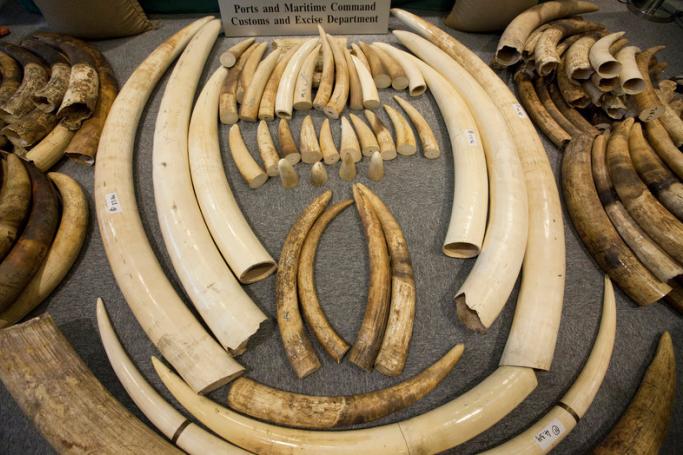 Confiscated ivory from Ivory Coast in Africa. Photo: EPA