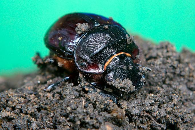Smuggling dung beetles. Photo: EPA
