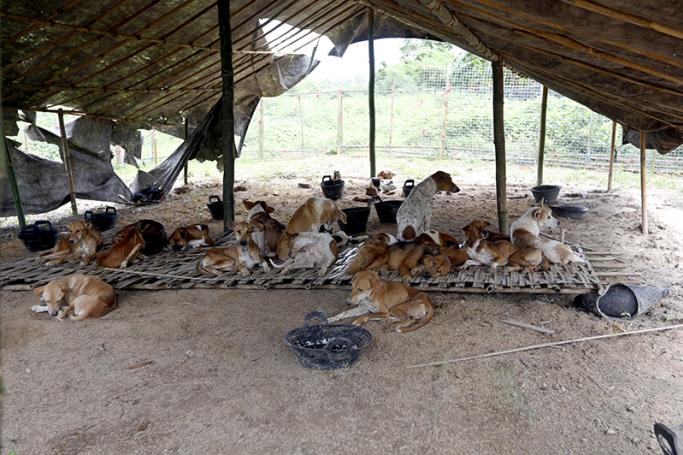 Stray dogs take a rest inside a shelter for stray dogs in Shwe Pyauk village, outskirts of Yangon. Photo: Nyein Chan Naing/EPA
