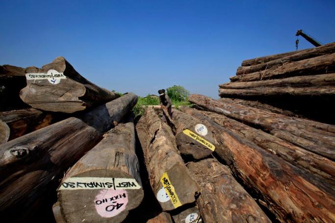 A Myanmar woman takes off bark from teak logs for firewood at a timber area on the outskirts of Yangon. Photo: Nyein Chan Naing/EPA
