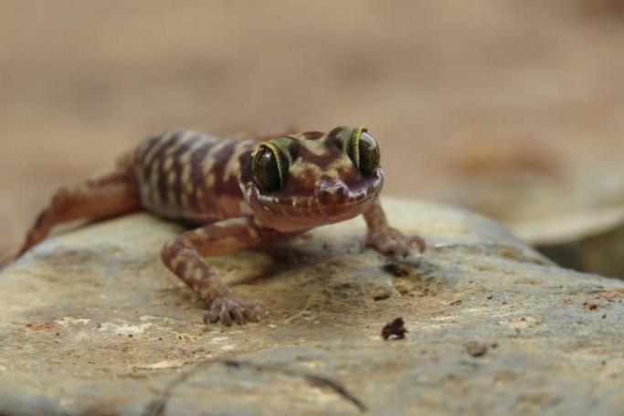 The Tenasserim Mountain bent-toed gecko is one of two new species of gecko discovered during a biodiversity survey in little-studied areas of Myanmar by Smithsonian and Fauna & Flora International scientists. Photo: Grant Connette, Smithsonian Conservation Biology Institute
