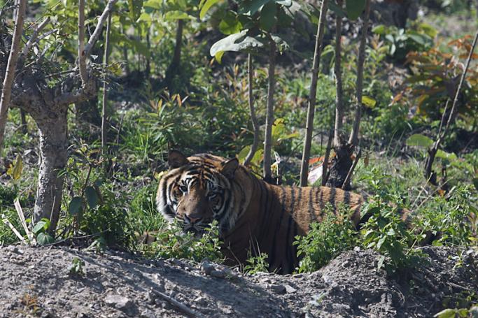 A tiger takes a rest at the Safari Park in the  capital city Naypyitaw, Myanmar. Photo: Nyein Chan Naing/EPA
