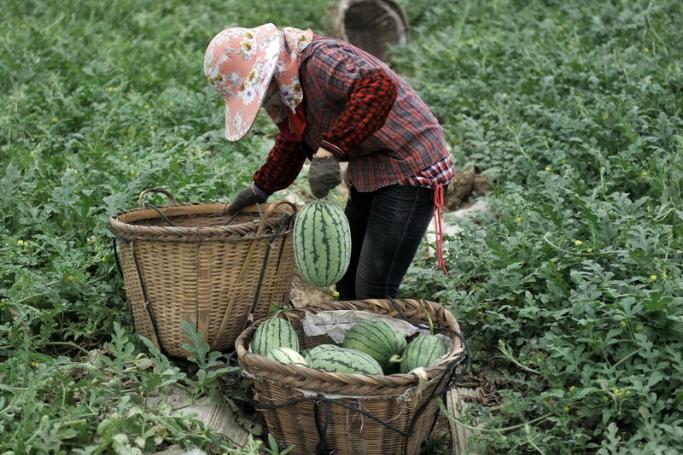A farmer picks watermelons inside a greenhouse in Chengban village of Fuqing city, in China. Photo: EPA