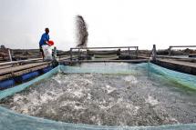 A fish farm worker feeds his stock. Photo: The Mirror
