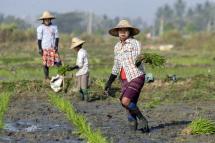 Myanmar farmers plant rice in a paddy ahead of the summer season in Naypyitaw, Myanmar. Photo: EPA