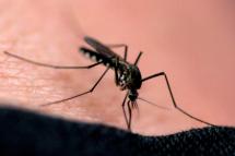 HONG KONG , CHIINA : Last year 40 cases of the mosquito-born disease Dengue Fever where reported in Hong Kong . Photo: EPA