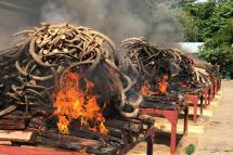 A pile of elephant tusks burn during the destruction ceremony of confiscated elephant ivory and wildlife parts at the Ministry of Natural Resources and Environmental Conservation in Nay Pyi Taw on 04 October 2018. Photo: Min Min/Mizzima