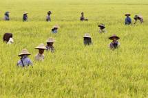 Burmese farm workers harvest rice in a paddy field on the outskirts of Naypyitaw, Myanmar. Photo: Hein Htet/EPA
