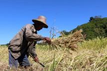 A farmer in Rakhine State's Thandwe Township clears his paddy field after the harvest. Photo: Zarny Win/Myanmar Now
