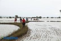 Heavy rains flood the rice fields in Kawlin Township, Sagaing Region on July 29, 2015. Photo: Hong Sar/Mizzima
