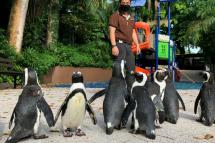 With the zoo closed to the public as Singapore battles a worsening virus outbreak, its African penguins are revelling in the chance to do some exploring (WILDLIFE RESERVES SINGAPORE/AFP / Handout)