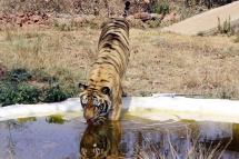 A tiger cooling off in a pond at Van Vihar national park in Bhopal, Madhya Pradesh, India. Photo: EPA