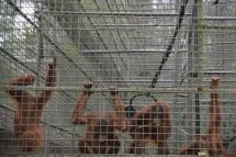 This handout picture taken on September 17, 2019 and released by Borneo Orangutan Survival Foundation shows orangutans at the Orangutan Rehabilitation Centre inNyaru Menten, central Kalimantan. Photo: AFP