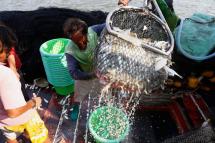Myanmar migrant fishermen unload fish from a Thai fishing boat at a port in Samut Sakhon province, Thailand. Photo: Rungroj Yongrit/EPA
