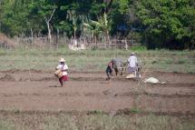 Farmers work in a paddy field to grow rice at a rice farm in Maubin township, Ayeyarwady region, Myanmar. Photo: Nyein Chan Naing/EPA