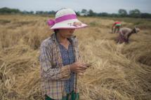 This photo taken on December 27, 2017 shows farmer San San Hla using a mobile app as she works in a rice field on the outskirts of Yangon. Photo: Ye Aung Thu/AFP
