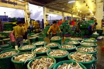 A picture made available on 15 April 2016 shows Myanmar migrant workers sorting out fish for sale at a seafood market in Samut Sakhon province, Thailand, 19 January 2016. Photo: Rungroj Yongrit/EPA
