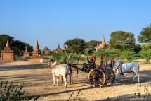 A man operating a bull cart waiting for tourists in front of a temple in Bagan. Photo: AFP