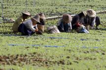 Myanmar women work as they prepare to grow opium poppies at a poppy field Pekon township, southern Shan State, Myanmar. Photo: EPA