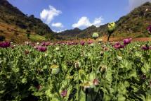 Opium poppies ready to be processed into heroine at a poppy field near Pekon township, southern Shan State. Photo: EPA