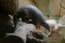 Researchers at the South China Agricultural University have identified the scaly pangolin as a 'potential intermediate host' for the virus (AFP PHOTO / Sam YEH)