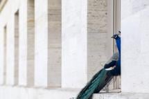 A peacock lands on a window of the palais des Nations, at the European headquarters of the United Nations in Geneva, Switzerland, 25 March 2021. EPA-EFE/MARTIAL TREZZINI