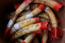 Confiscated elephant ivory tusks are displayed before their destruction, in Port Dickson, Negeri Sembilan, Malaysia, 30 April 2019. Photo: Fazry Ismail/EPA
