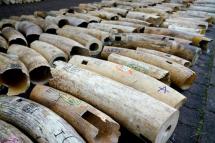 It will take three to five days for all of the ivory to be cruched. (Photo: AFP)