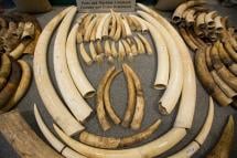 Confiscated ivory from Ivory Coast in Africa. Photo: EPA