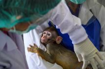 This picture taken on May 23, 2020 shows a laboratory baby monkey being examined by employees in the breeding centre for cynomolgus macaques (longtail macaques) at the National Primate Research Center of Thailand at Chulalongkorn University in Saraburi. Photo: AFP