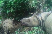 Two extremely rare Javan rhinoceros calves have been spotted in an Indonesian national park (Photo: Handout ENVIRONMENT AND FORESTRY MINISTRY/AFP)