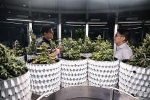 This photo taken on December 8, 2022 shows Taratera cannabis lab co-owners Kajkanit “Gem” Sakdisubha (L) and Pasit “Pong” Chulasata (R) talking in front of cannabis plants inside one of their medicinal cannabis dispensaries, The Dispensary by Taratera, in Bangkok. Photo: AFP